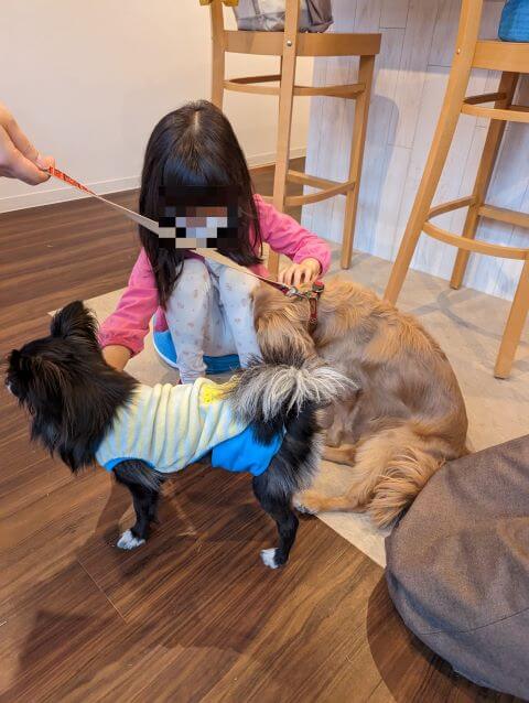 福岡県糸島市にある「1's Cafe（ワンズカフェ）」「Club31」にいるパピヨンとチワワのミックス犬「ライナ」くんとミニチュアダックスフントのミックス犬チャックちゃんが、女の子になでられている画像